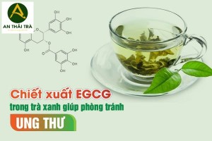 thành phần nào của lá trà xanh giúp phòng chống ung thư