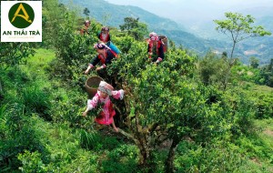 trà shan tuyết vùng nào ngon nhất