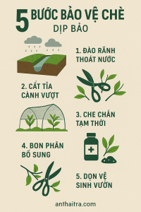 Phòng chống cho cây chè trong bão số 10 Bualoi – Kinh nghiệm cần biết