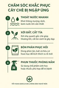 Chăm sóc và khắc phục tình trạng cây chè bị ngập úng do mưa bão