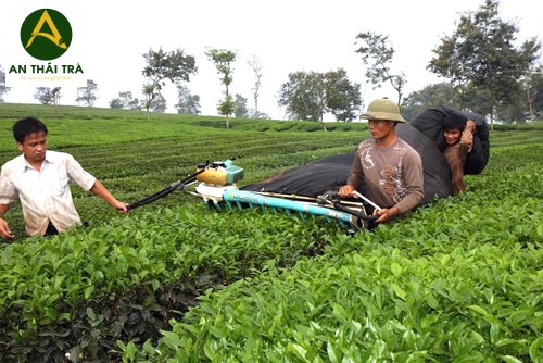 Cách đốn chè và lợi ích của việc đốn chè