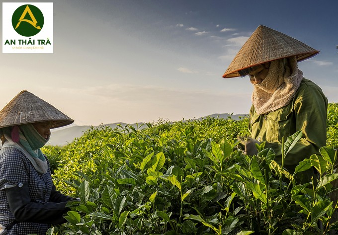 Chè Trung Du là một trong những giống chè nổi tiếng tại Thái Nguyên