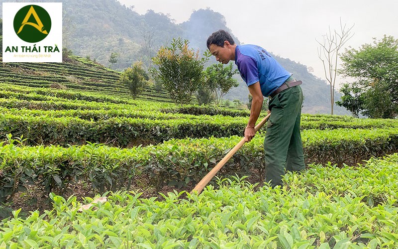 những lưu ý khi chăm sóc cây chè vào mùa hè chè thái nguyên