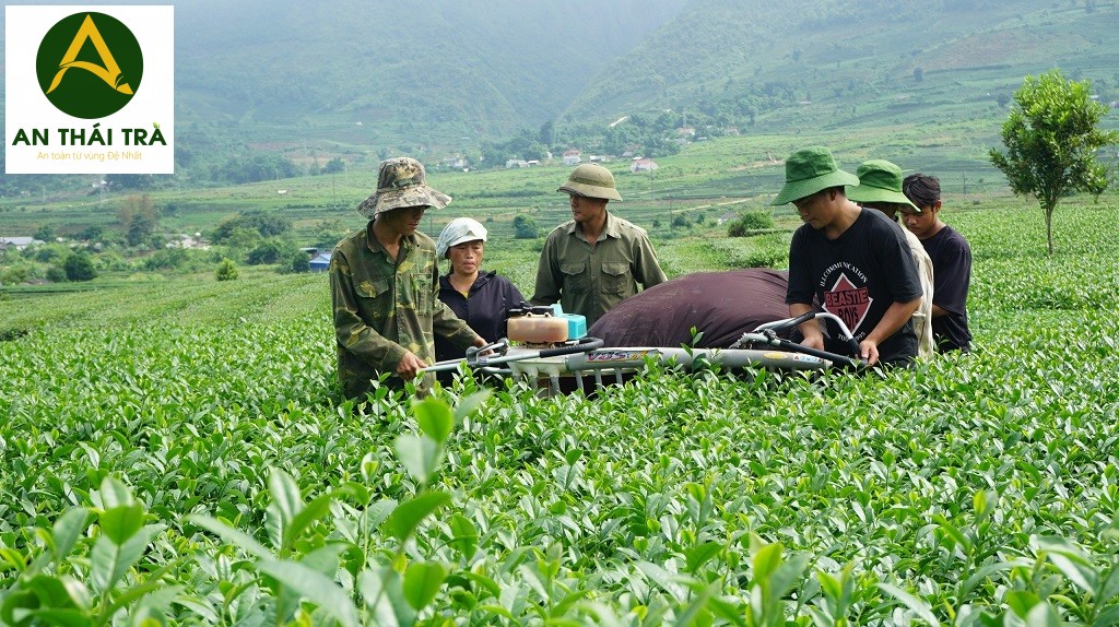 những lưu ý khi chăm sóc cây chè vào mùa thu