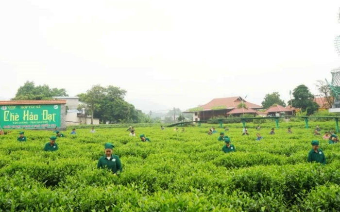 Đồi chè HTX Hảo Đạt, Tân Cương