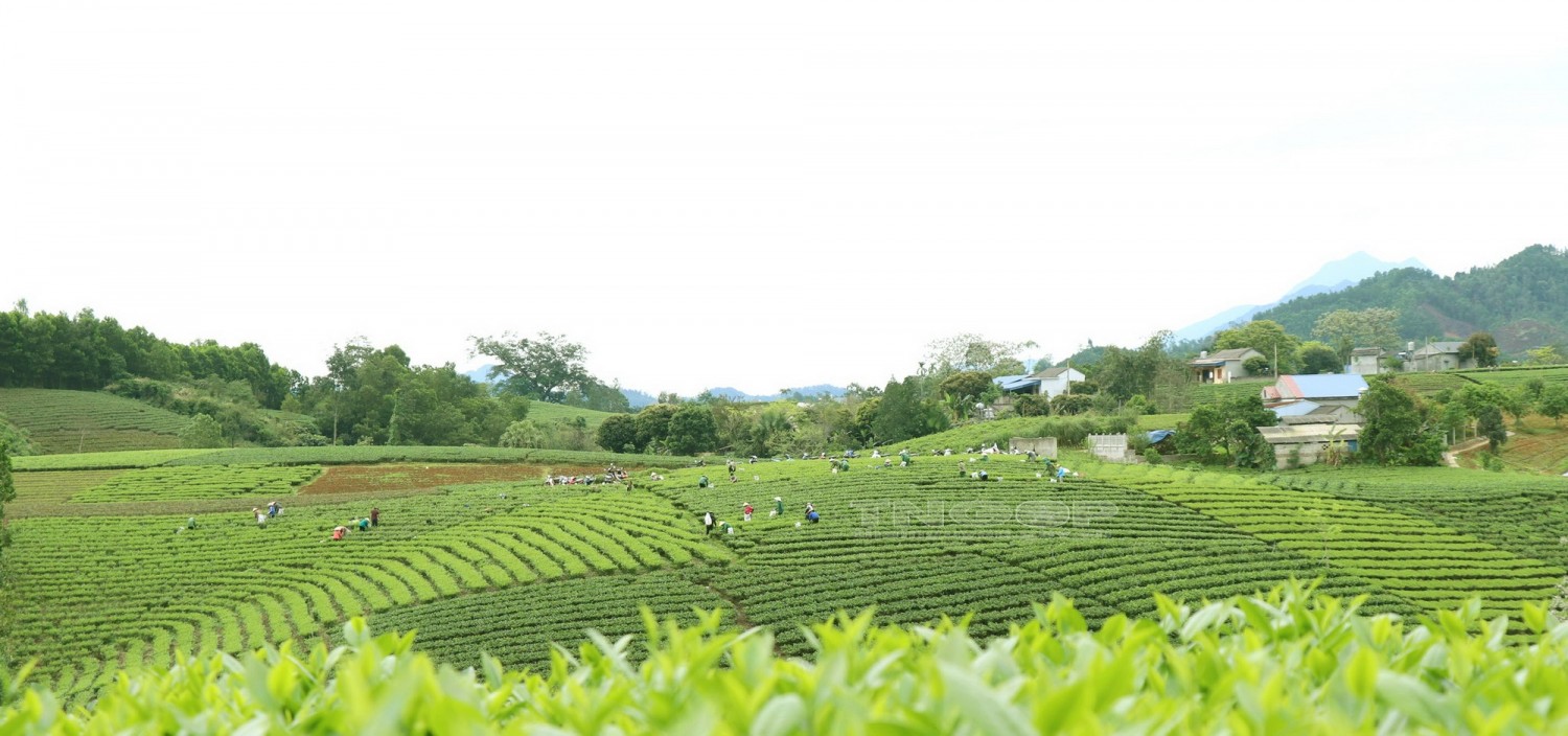 Đồi chè La Bằng Đại Từ